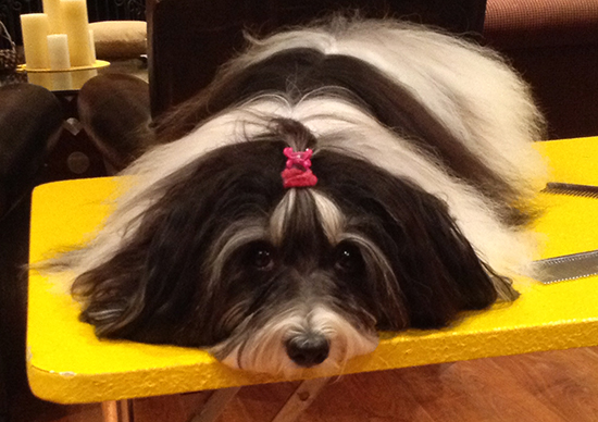 Havanese champion