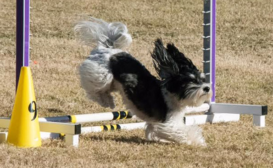 Havanese champion