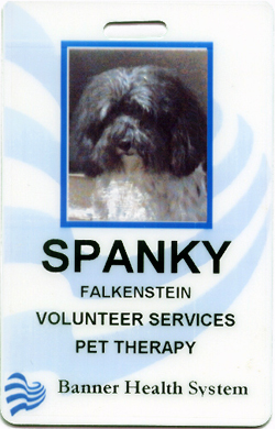 Havanese Therapy Dogs Arizona