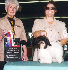 Havanese Breeder AZ