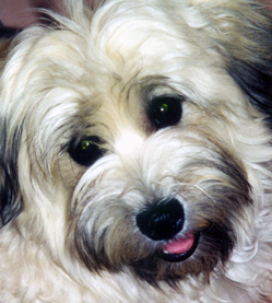 Havanese Dogs Arizona