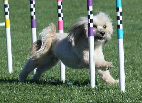 Havanese agility weaves