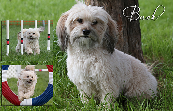 Havanese champion