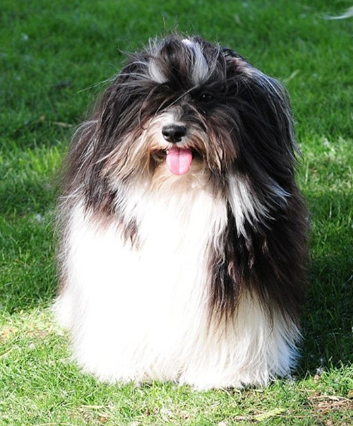 Havanese champion