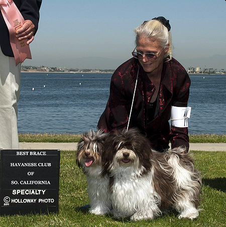 Havanese dogs brace