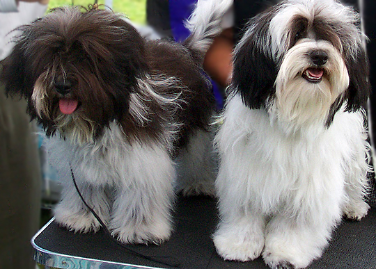 two black and white adult Havanese getting ready for show