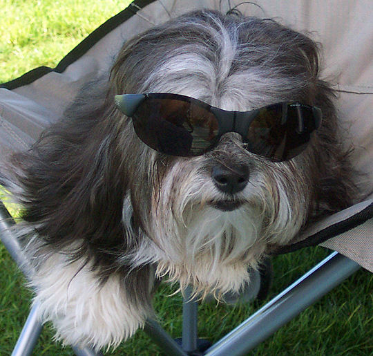 silver Havanese wearing sunglasses sitting in folding chair