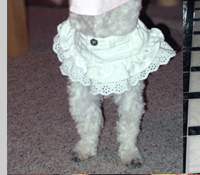 Gilbert Havanese Puppies