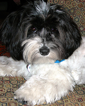 Quality Havanese For Sale