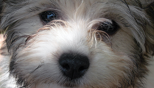 Havanese Puppies California