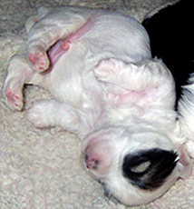 Havanese Pups for Sale