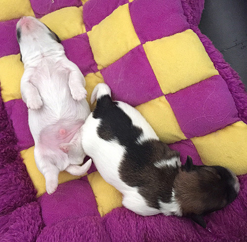 Arizona Havanese Puppies for sale
