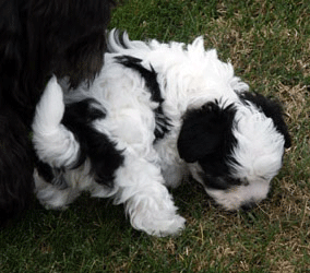 havanese phoenix