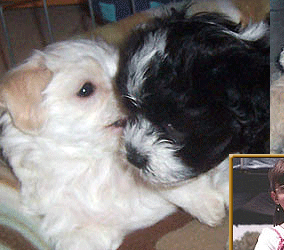 havanese gilbert