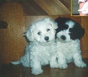 havanese queen creek