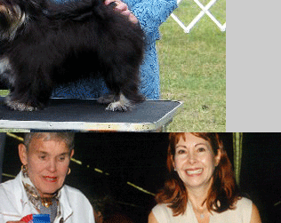 Havanese Glendale